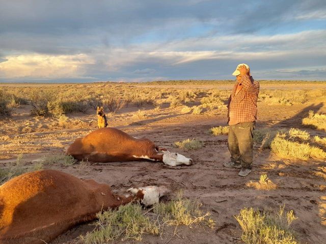 Los animales se mueren por la falta de pasturas y de agua. Foto: Marisol Ponce